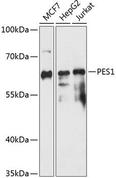 PES1 antibody