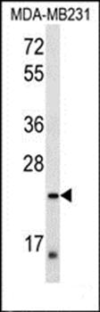 PEX11A antibody