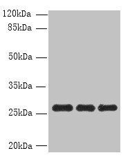 PEX11B antibody