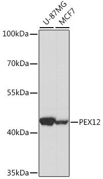 PEX12 antibody