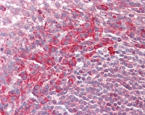 PEX13 antibody [C3], C-term