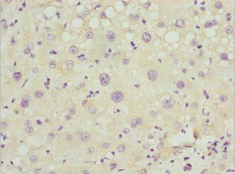 PEX14 Antibody