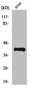 PEX14 Antibody