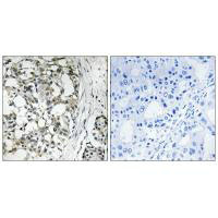 PEX14 Antibody