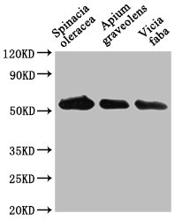PEX14 Antibody