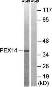 PEX14 antibody