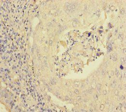 PEX16 Antibody