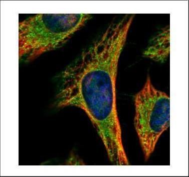 peroxisomal biogenesis factor 19 Antibody