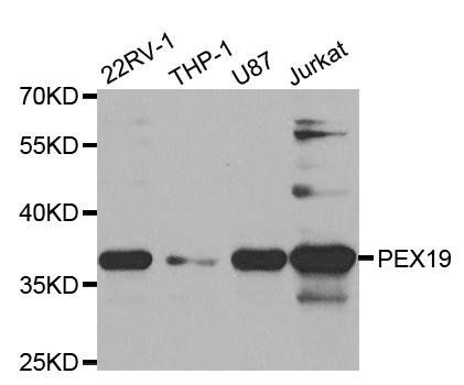 PEX19 antibody