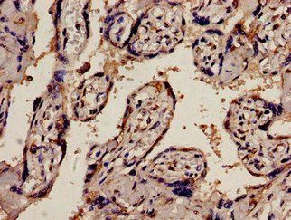 PEX1 Antibody