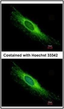 peroxisomal biogenesis factor 26 Antibody