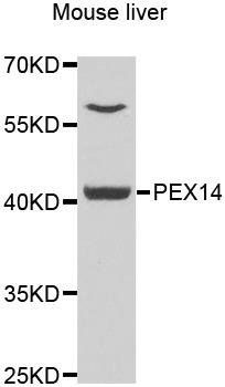 PEX3 antibody