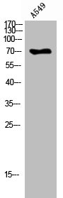 PEX5 Antibody