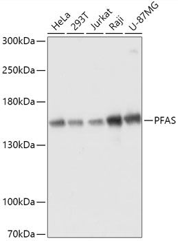 PFAS antibody