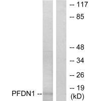 PFDN1 antibody