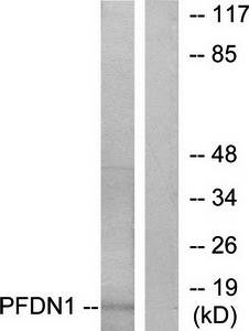 PFDN1 Antibody