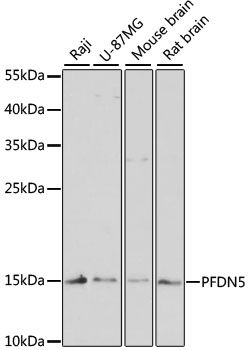PFDN5 antibody