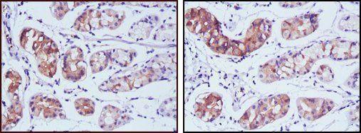 PGA5 Antibody