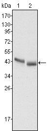 PGA5 Antibody