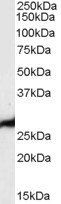 Goat anti-PGAM1 / PGAM2 / PGAM4 Antibody