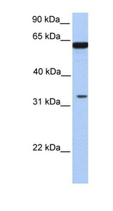 PGAP3 antibody