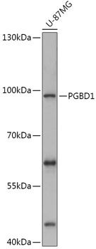 PGBD1 antibody