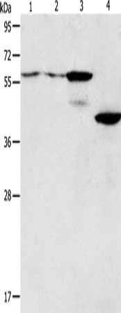 PGBD2 Antibody