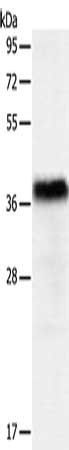 PGBD2 antibody