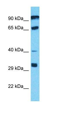 PGBD4 antibody