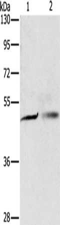 PGBD4 antibody