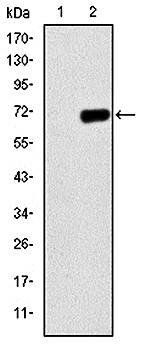 PGC-1alpha Antibody