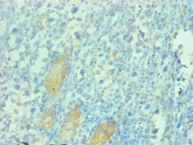 PGC Monoclonal Antibody