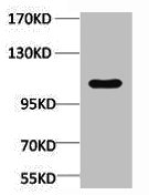 PEP1 Antibody