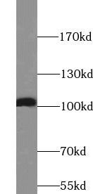 PGC1a antibody