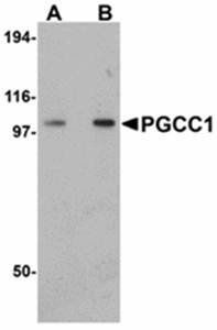 PGCC1 Antibody