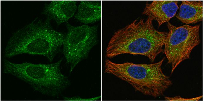 PGD antibody