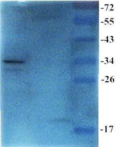 Prostaglandin E synthase 2 antibody