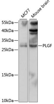 PGF antibody