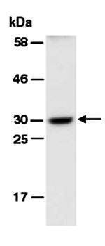 PGF (C) Antibody, Rabbit Polyclonal