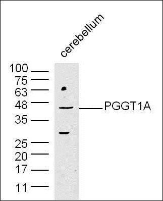PGGT1A antibody