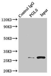 PGLS antibody