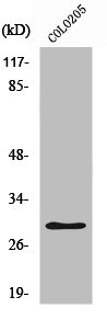 PGLS antibody