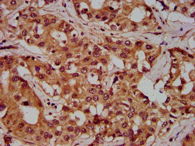 PGLYRP1 Antibody