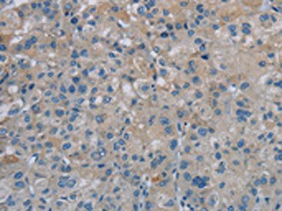 PGLYRP1 antibody