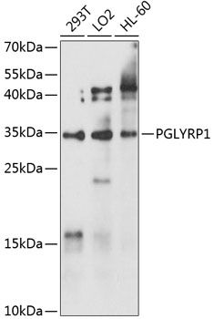 PGLYRP1 antibody