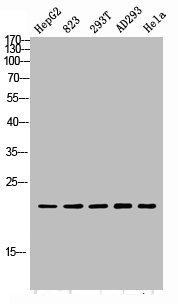 PGLYRP1 antibody