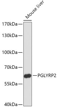 PGLYRP2 antibody