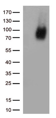 PGM2L1 Antibody