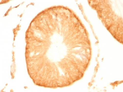 PGP9.5 / UchL1 (pan-Neuronal Marker) Antibody
