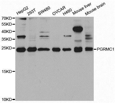 PGRMC1 antibody